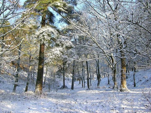 Ворошилов на лыжной прогулке