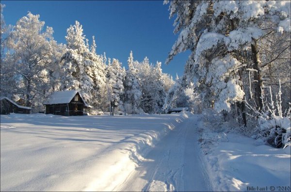 Великий Устюг лес