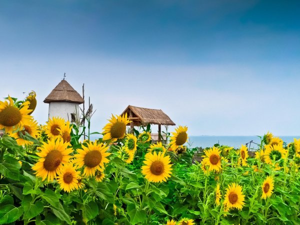 Краснодарский край Казачья станица Подсолнухи