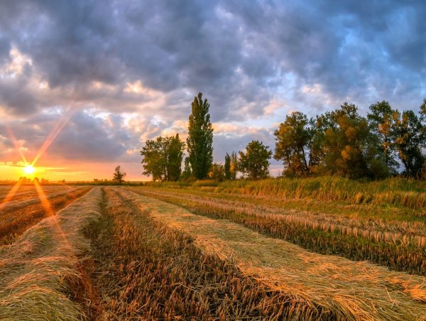 Поля Краснодарского края