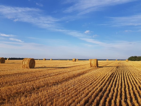 Кубанские поля Краснодар