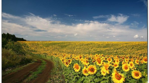 Подсолнуховые поля Краснодарский край