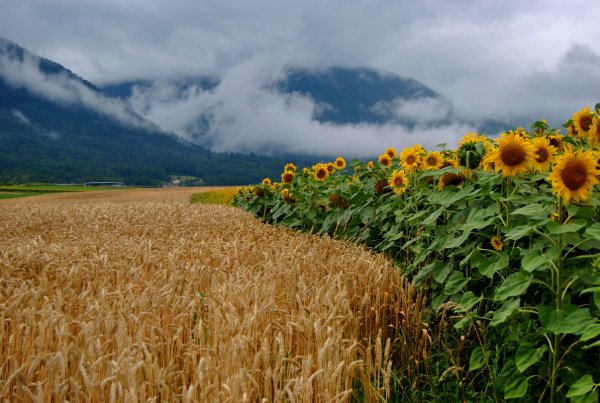 Художник Олег Булгаков картины