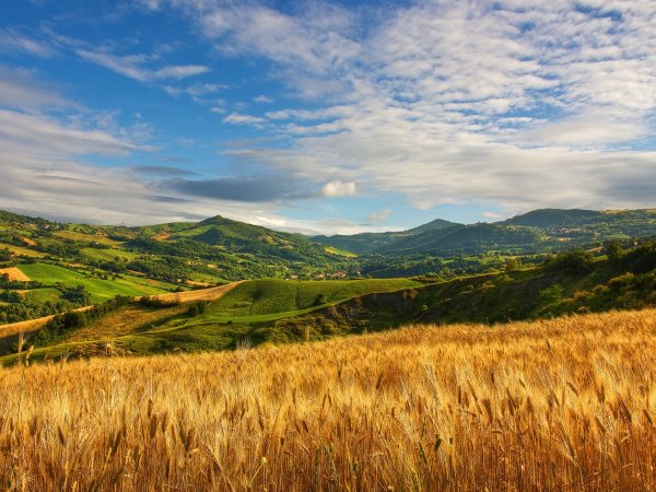 Подсолнуховое поле Краснодар