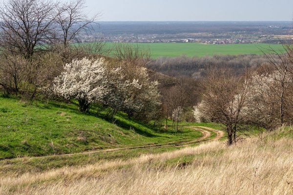 Кубань летом