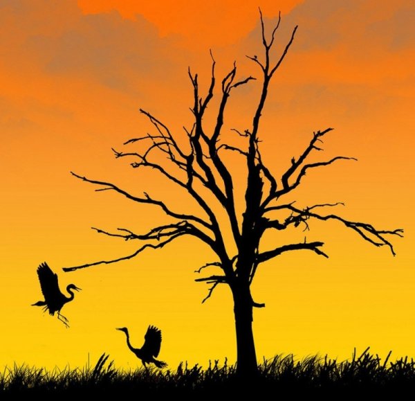 Силуэты природы