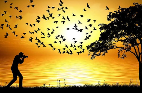 Красивые силуэты природы