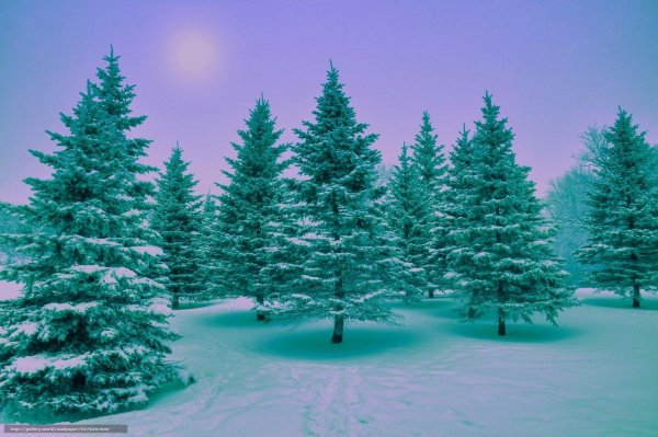 Зимний еловый лес