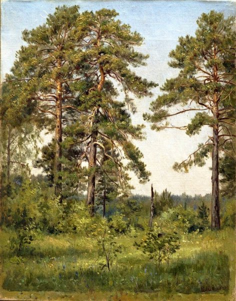 Шишкин «сосна на песке», 1884