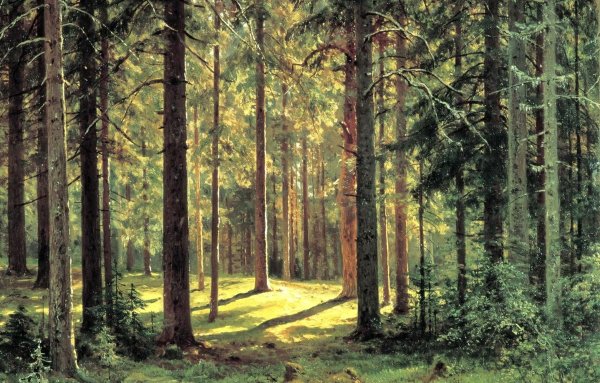 Шишкин сосна мерикюль