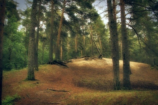 Шишкин Иван Иванович Сосновый лес