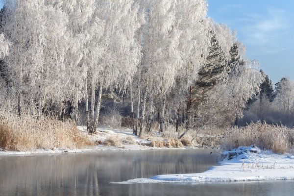 Белая береза