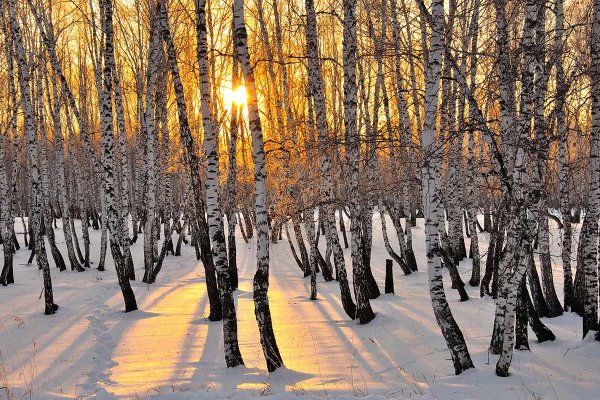Зима березы солнце