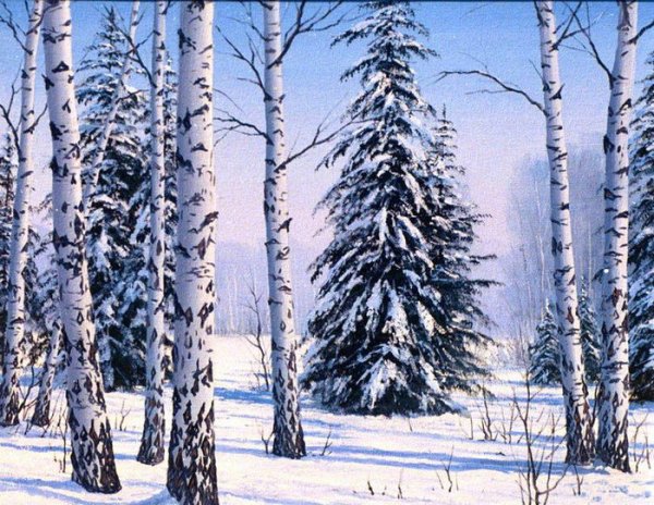 Елка и береза зимой