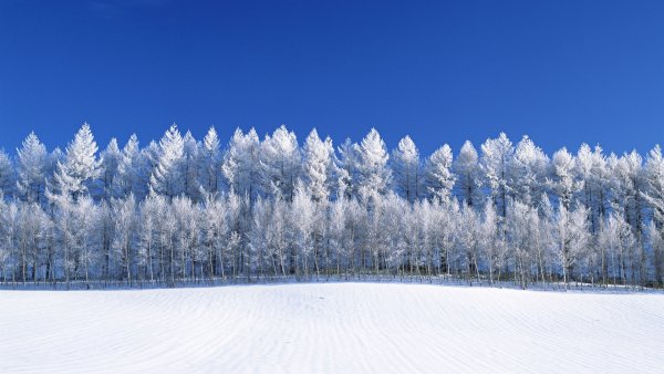 Зимний лес панорама