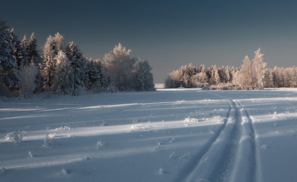 Зимнее поле и лес