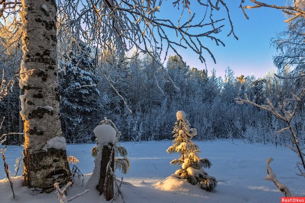 Зимний лес ХМАО