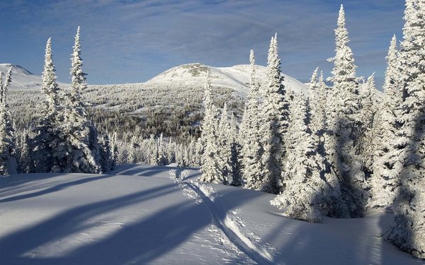 Зимняя природа Сибири