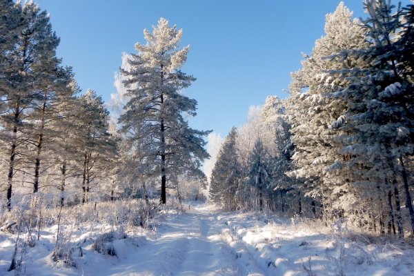 Зимняя Сибирская Тайга