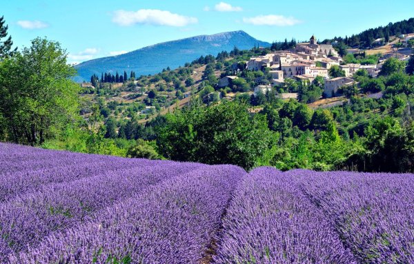 Лаванда Франция Прованс