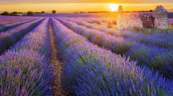 Шиппер Лавандовые поля