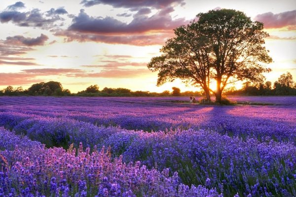 Лавандовые Луга Франция