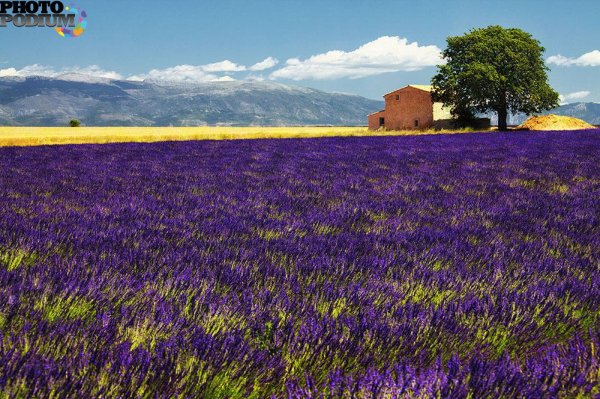 Лаванда Франция Прованс