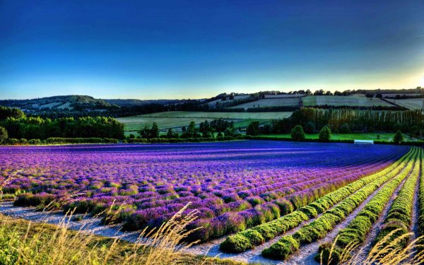 Лавандовая Долина красная Поляна