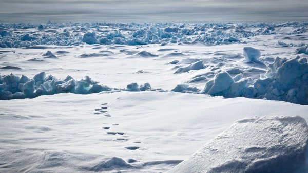 Полярные снега