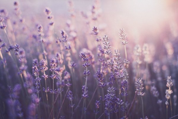 Лаванда Lavender aesthetic