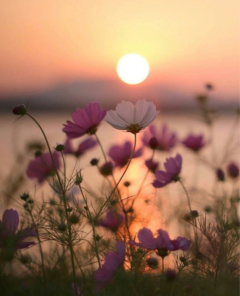 Цветы и солнце