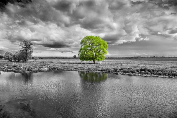 Красивые пейзажи природы черно белые