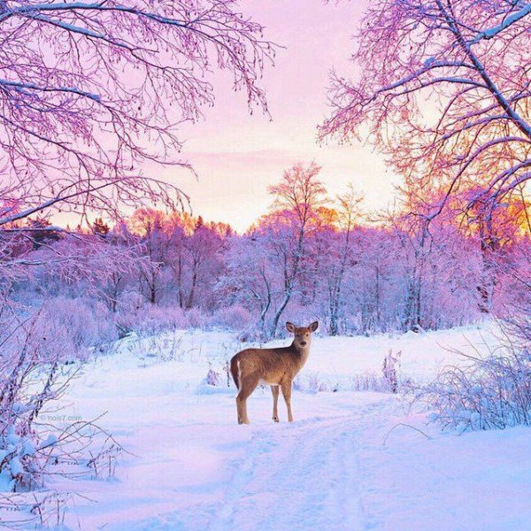 Зимний пейзаж с животными