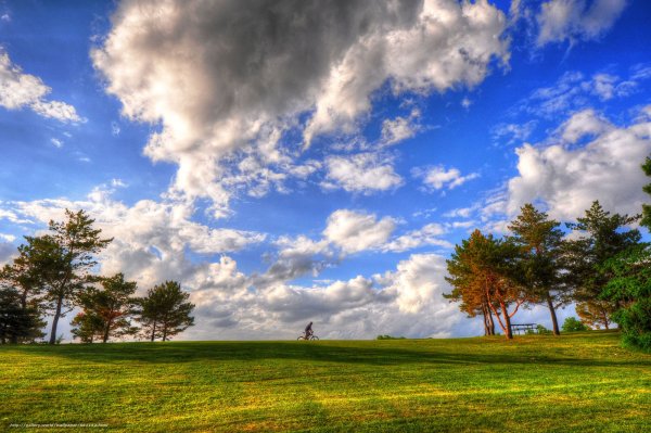 Деревья на горизонте