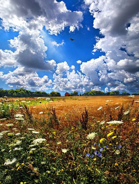 Пейзаж поле