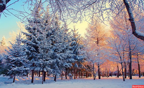 Сибирь Новосибирск город