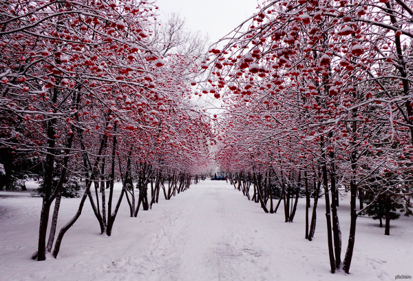 Город Новосибирск центр Новосибирской