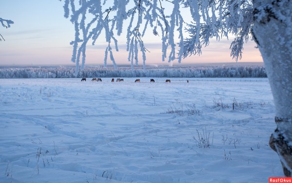 Саха сирэ кыьын