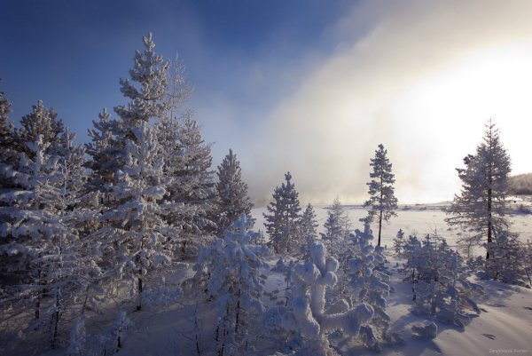 Якутия Оймякон лес