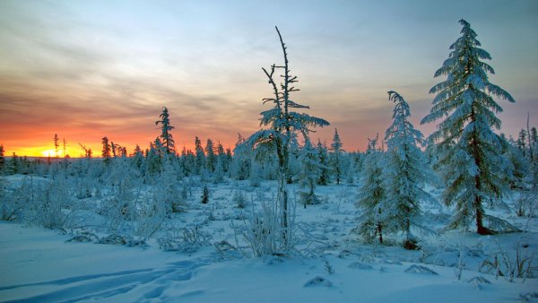 Якутская Тайга зимой
