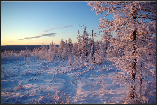 Зимний лес Якутии Ергелех