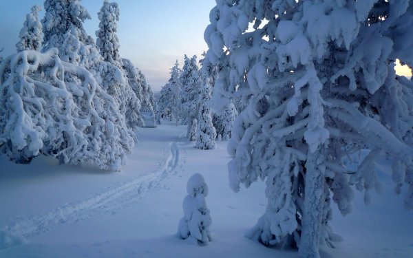 Сказочный зимний лес