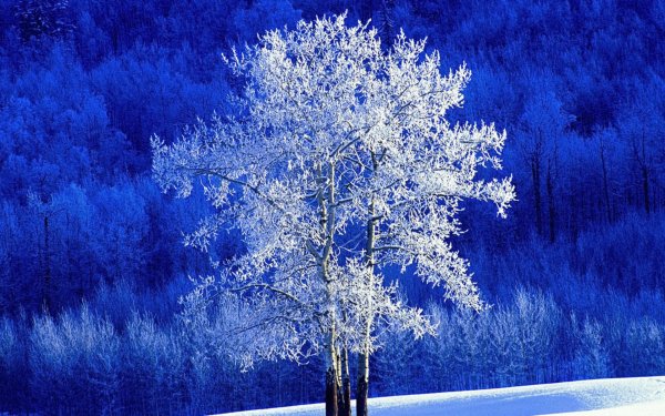 Иней на деревьях