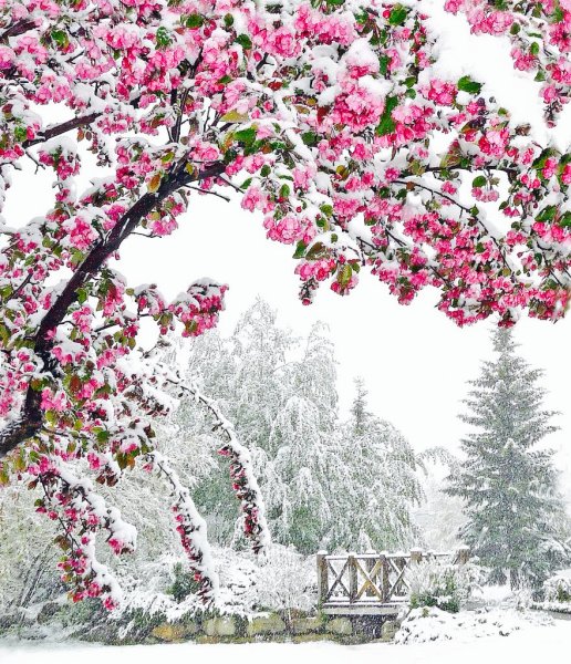 Красивый сад зимой