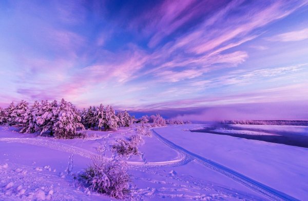 Цветы зимой