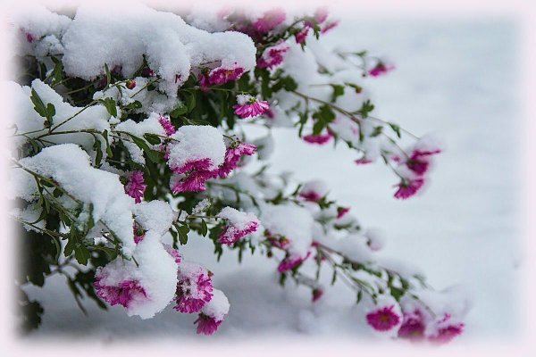 Цветы зимой