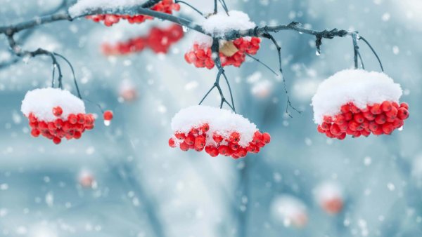 Анастасия Беседина художник акварель зима