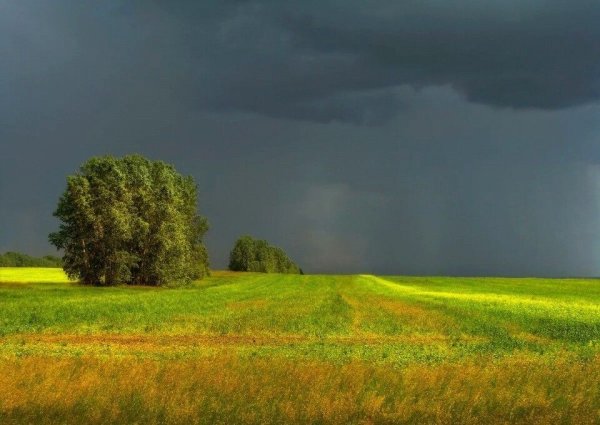 Ф.И. Тютчева "неохотно и несмело"