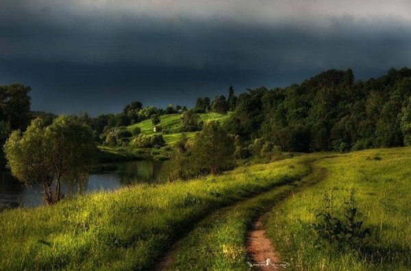 Лес перед грозой