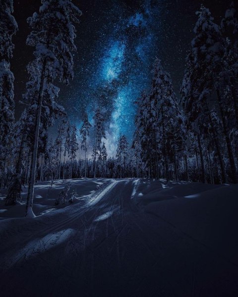 «Ночь в лесу»